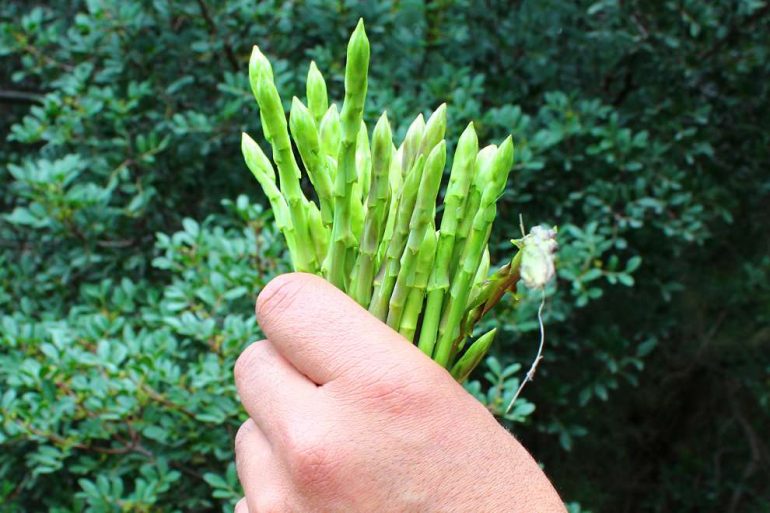 asparagus sparaggiajpg