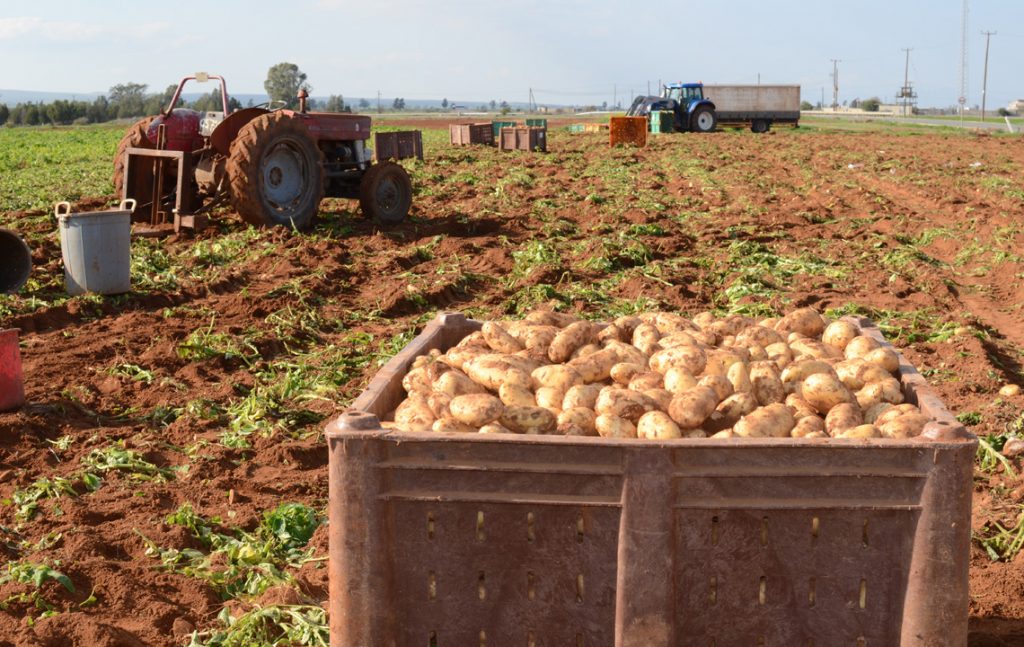 a1 Georgia, Nea Famagusta, Potatoes, Potato Growers