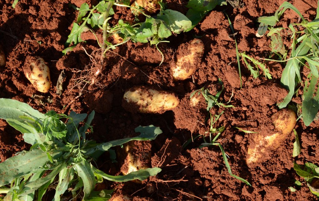 a3 Georgia, Nea Famagusta, Potatoes, Potato Growers
