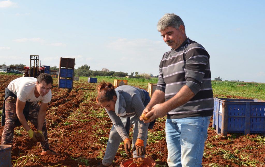 a4 Georgia, Nea Famagusta, Potatoes, Potato Growers