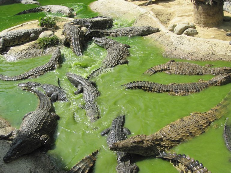 crocodile park 657185 exclusive, Movement of Ecologists, Crocodile Park
