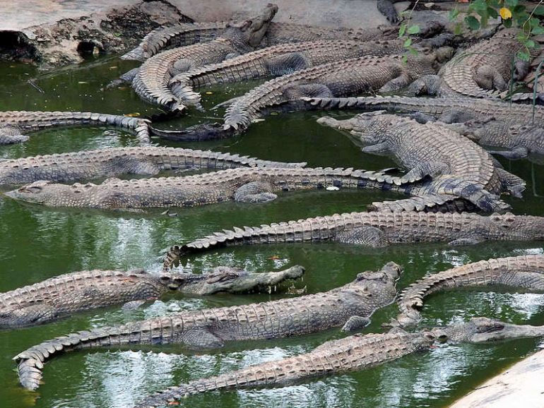 Crocodile Farming Maa Davao City Νέα Αμμοχώστου, Πάρκο Κροκοδείλων