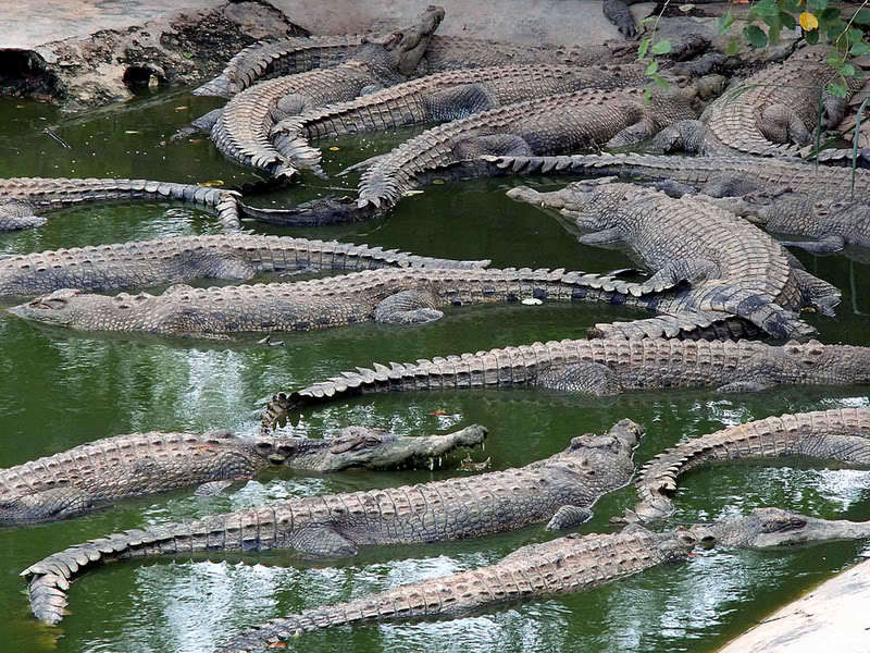 Крокодиловое хозяйство Крокодиловый парк города Маа-Давао