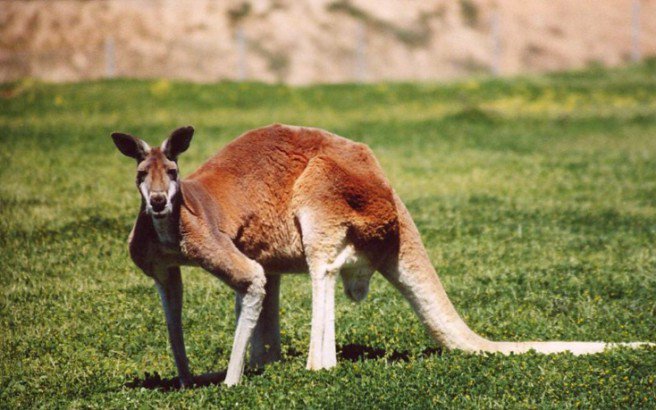 kangaroo καγκουρο, Κίνα