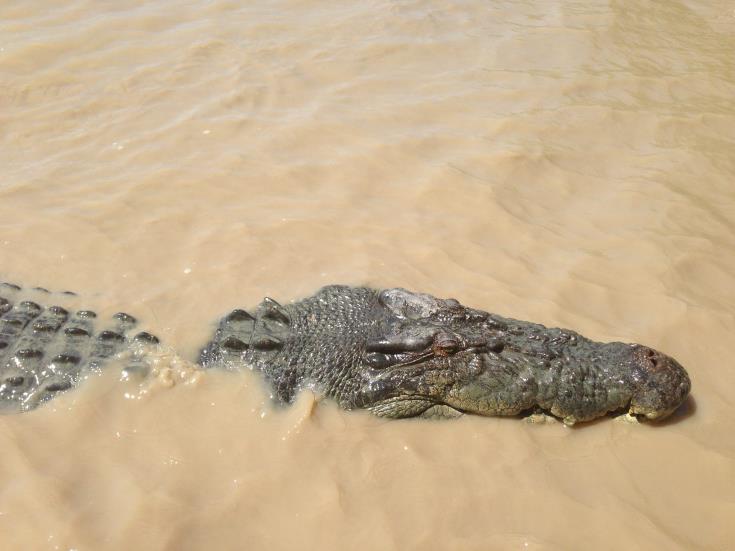 imagew 8 Парк крокодилов