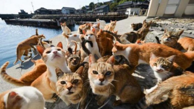 2 Животные, кошка, Япония, ОСТРОВ, ГОРОД, Рыбаки