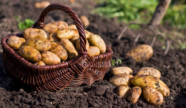 PATATES Agriculture, Potatoes, Potato Producers