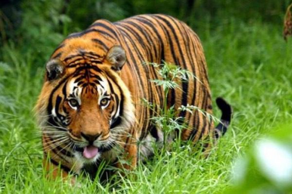 tigris 23 India