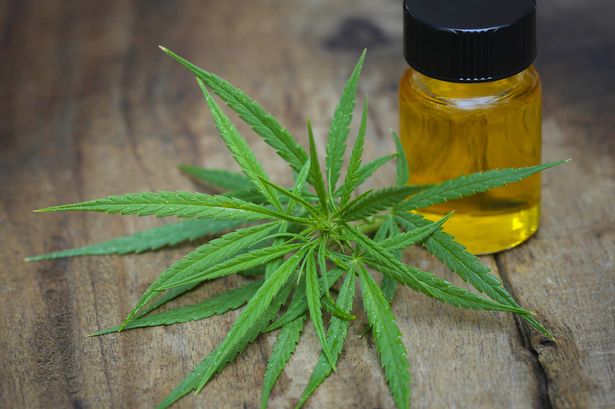 Green leaves of medicinal cannabis with extract oil Παραλίμνι