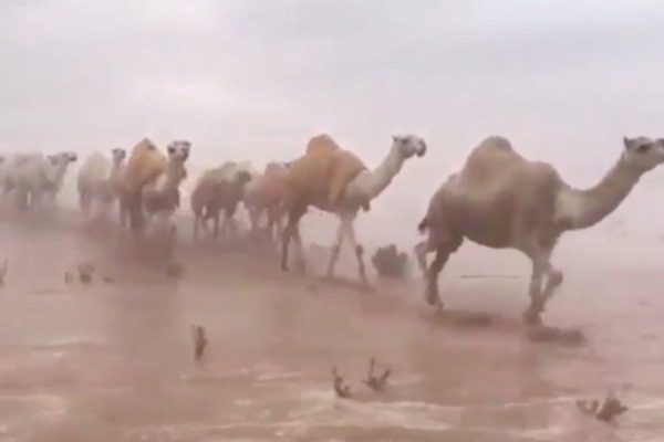camel desert 1 DESERT, camels, STORM
