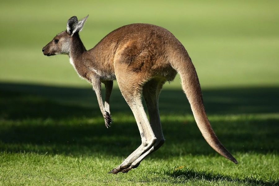 181208 Kangaroo kangaroo