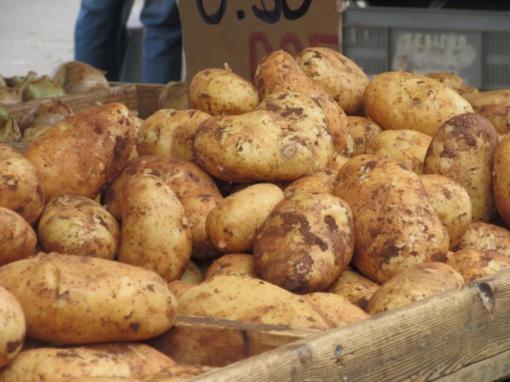 imagew 12 Agriculture, Potatoes, Potato Growers