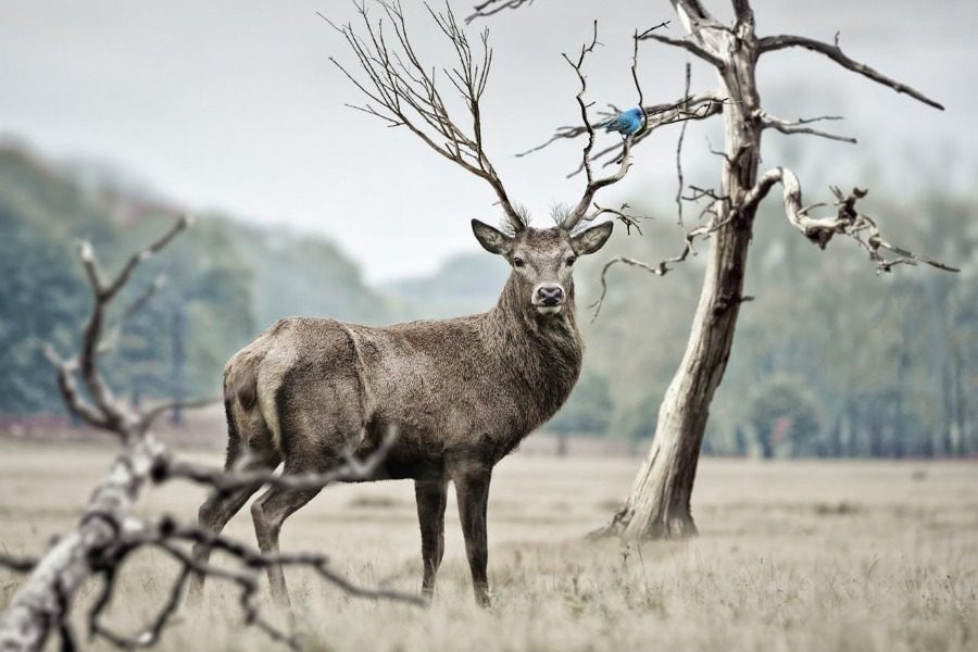 A hunter killed his 18-year-old son thinking he was a deer!