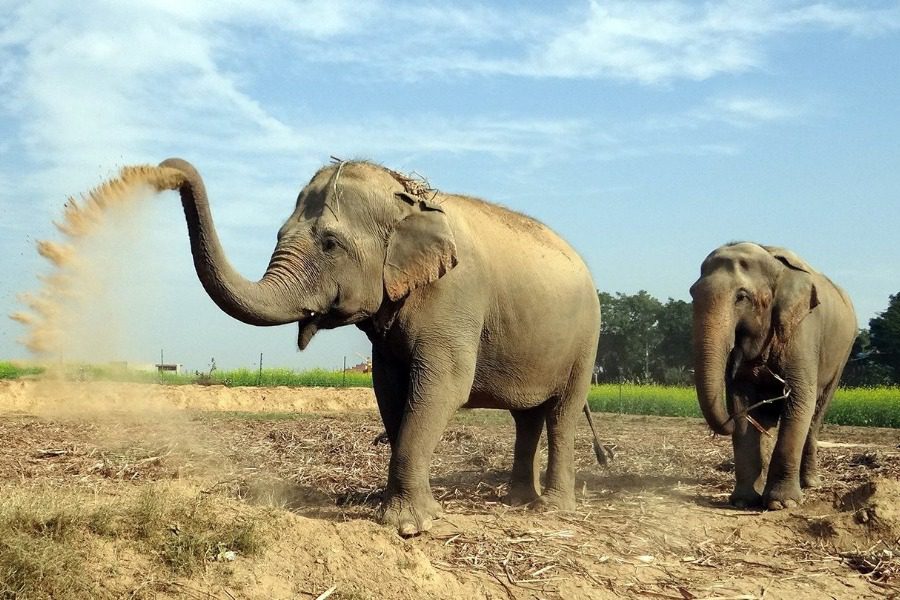 Ελέφαντες νεκροί από ηλεκτροπληξία σε χωριό της Ινδίας