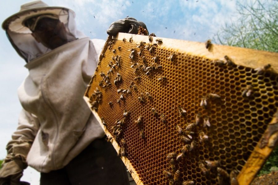 Honey managed to save a village from extinction