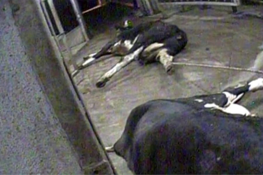 Shocking images: They slaughter sick cows and sell their meat