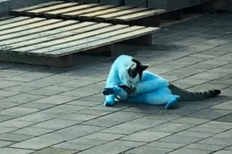 What happened to cats and dogs in Britain and they turned blue