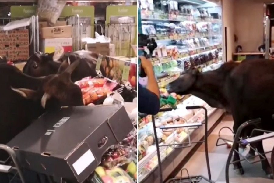 Bulls broke into a supermarket and started eating whatever they could find