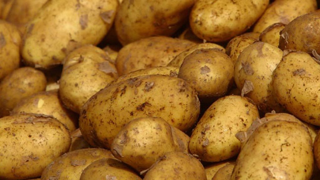 patates Potatoes
