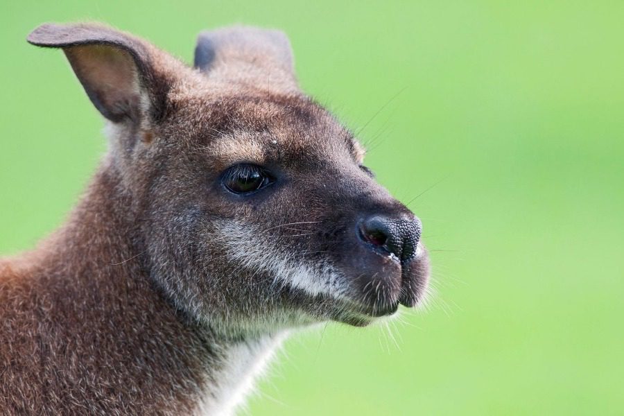 (Almost) all of Denmark is looking for the kangaroo that broke out of his house