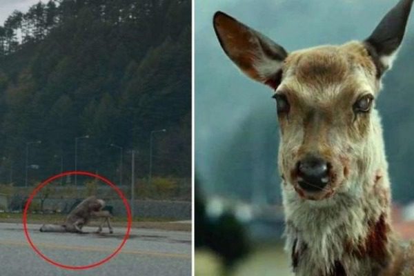 Deer - zombies that terrorize the US?