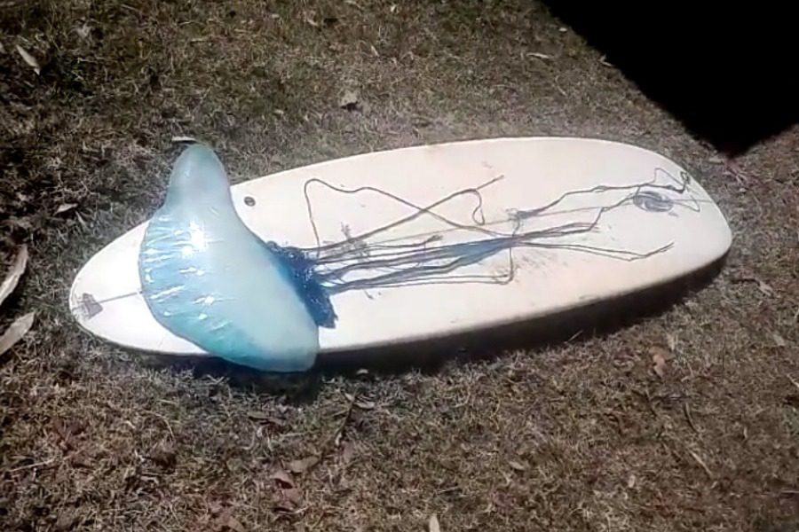 A blue jellyfish that reaches 2 meters causes terror to surfers and swimmers