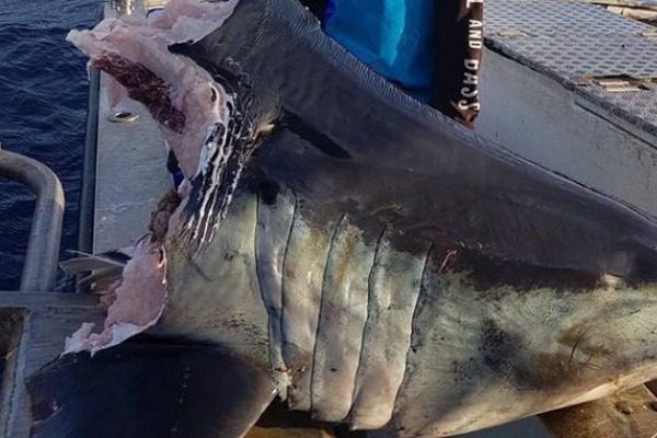 Mystery with a beheaded shark in Australia