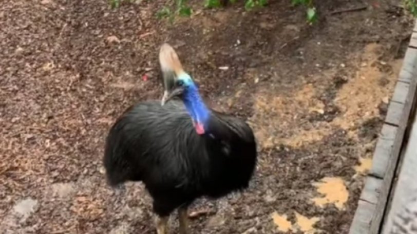 The "most dangerous bird" that killed its owner in Florida is for sale