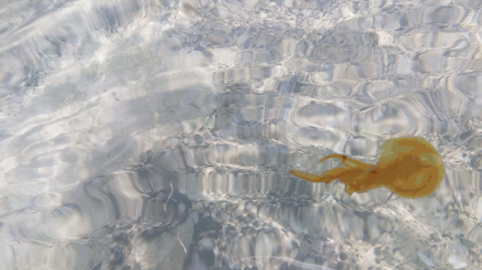 медузы Восточные пляжи, Медузы