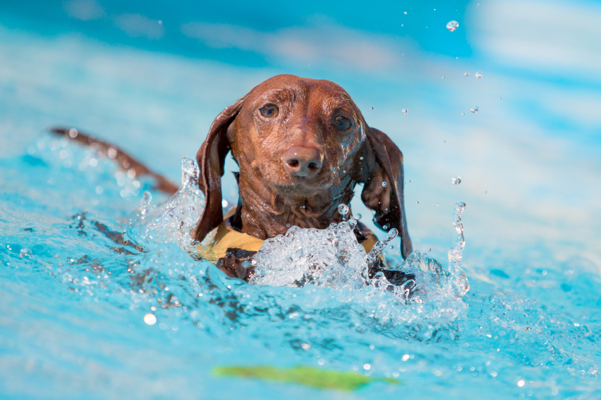 Dog Swim Animals, Παραλίες Πρωταρά