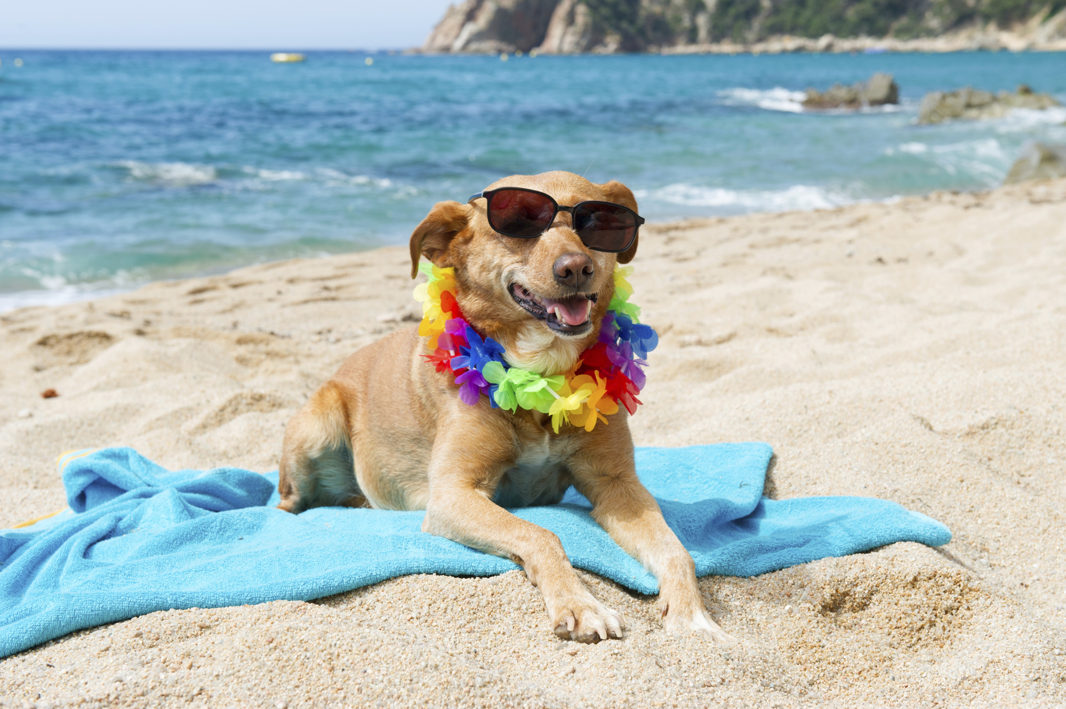 dog Animals, Protara Beaches