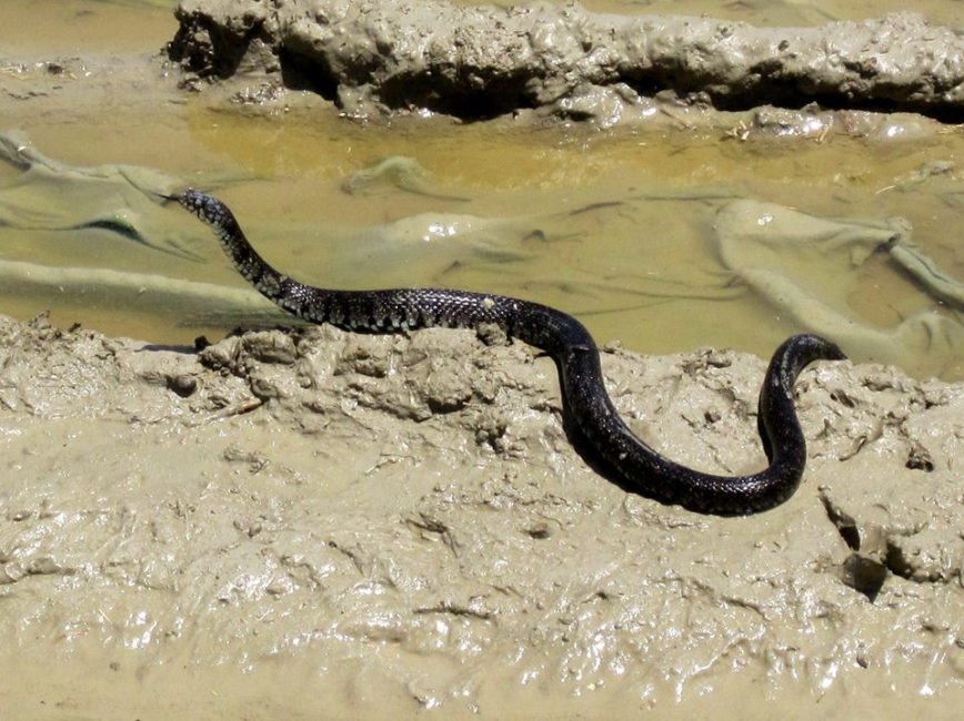 Water snake Water snake