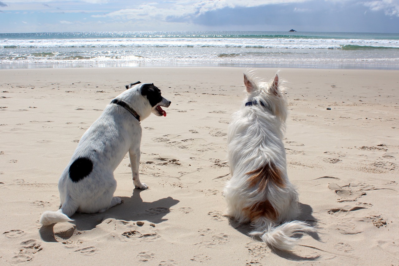 Пляж для собак Паралимни