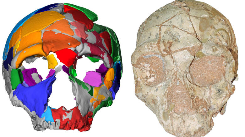 skull Archaeological findings