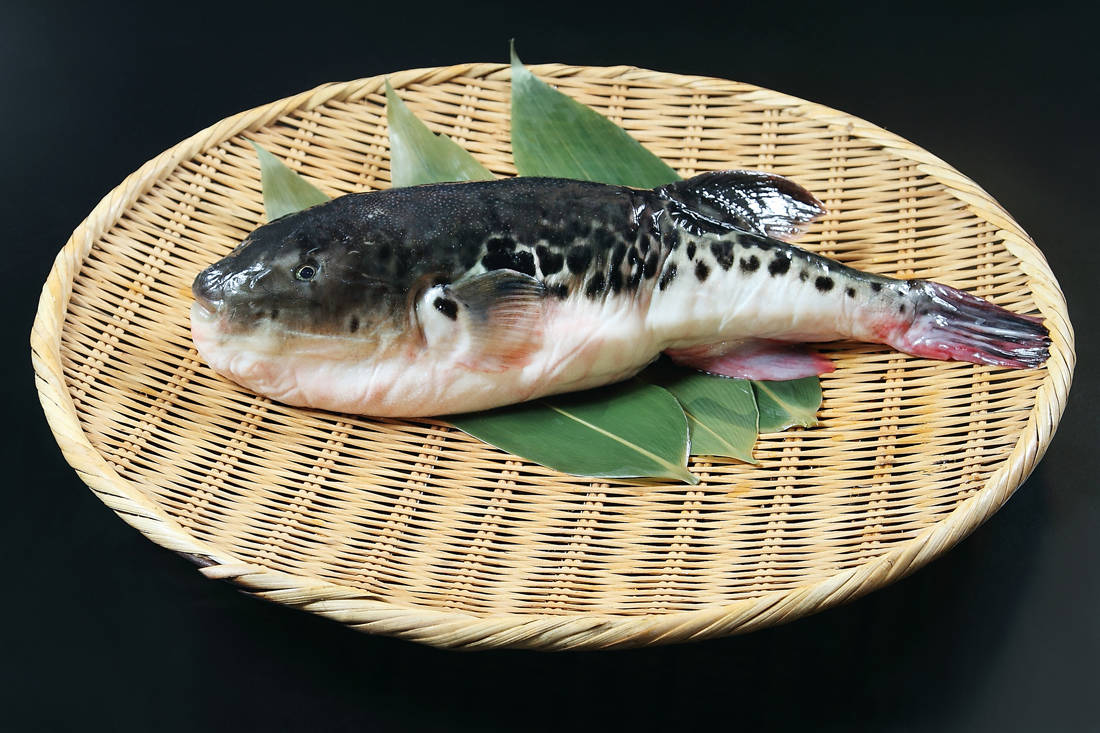 shutterstock 674558938 Chef, Poisonous, Restaurants, Death, Japan, Hare, Fish