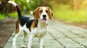 dog Κτηνιατρικό Γραφείο Αμμοχώστου, Σχέδιο δωρεάν σήμανσης σκύλων