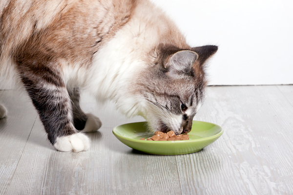 A fluffy cat eating wet food off of a dish Αγια Ναπα