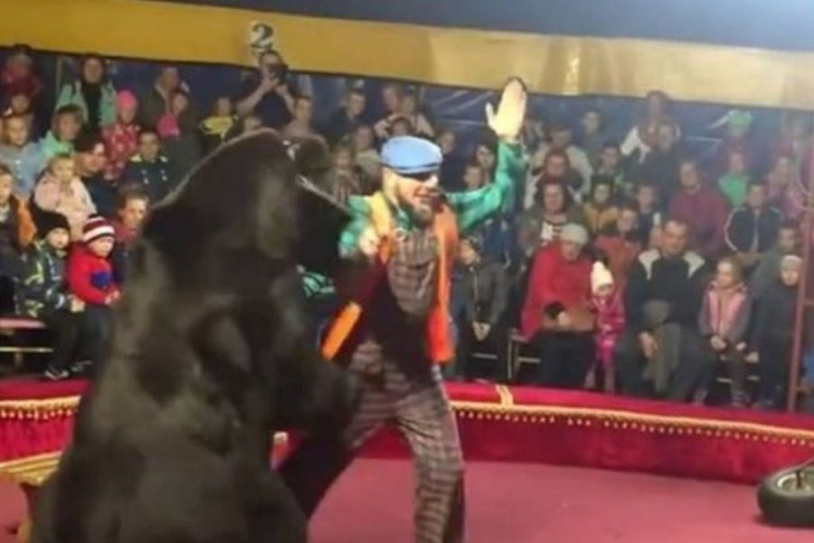 Террор в цирке: Медведь напал на укротителя на глазах у маленьких детей