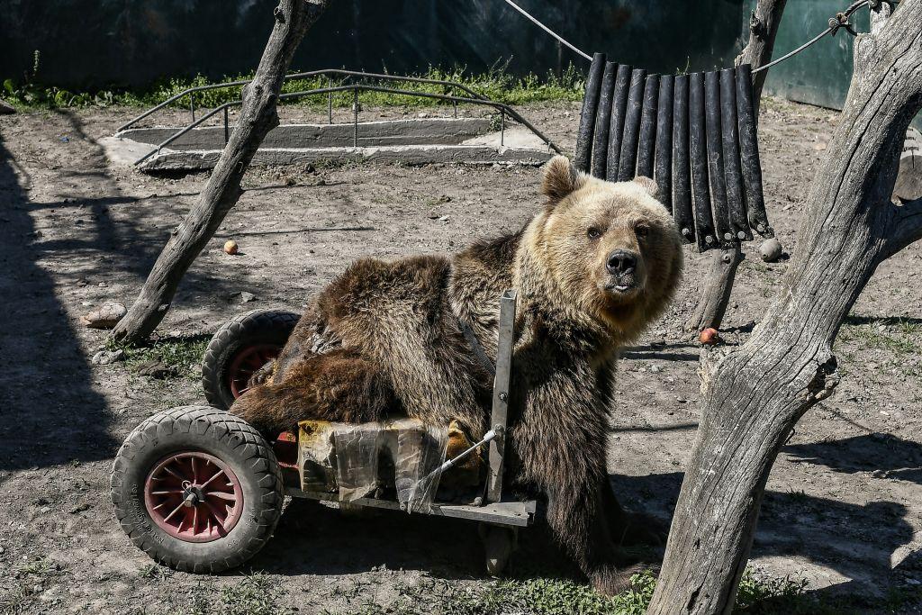 ousko1 viral, wheelchair, BEAR, THESSALONIKI, Usko