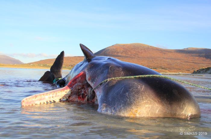 waste, marine pollution, Scotland, Whale