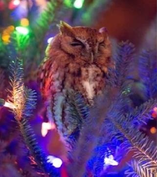 owl, Strange, CHRISTMAS TREE