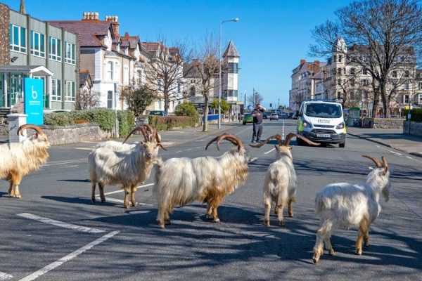 Вирусные козы, которые «заселили» город-призрак в Уэльсе