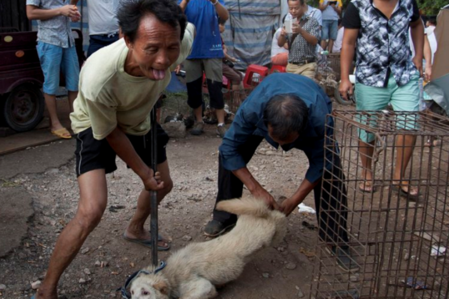 China: Prohibits the consumption of cats and dogs by "historic decision"