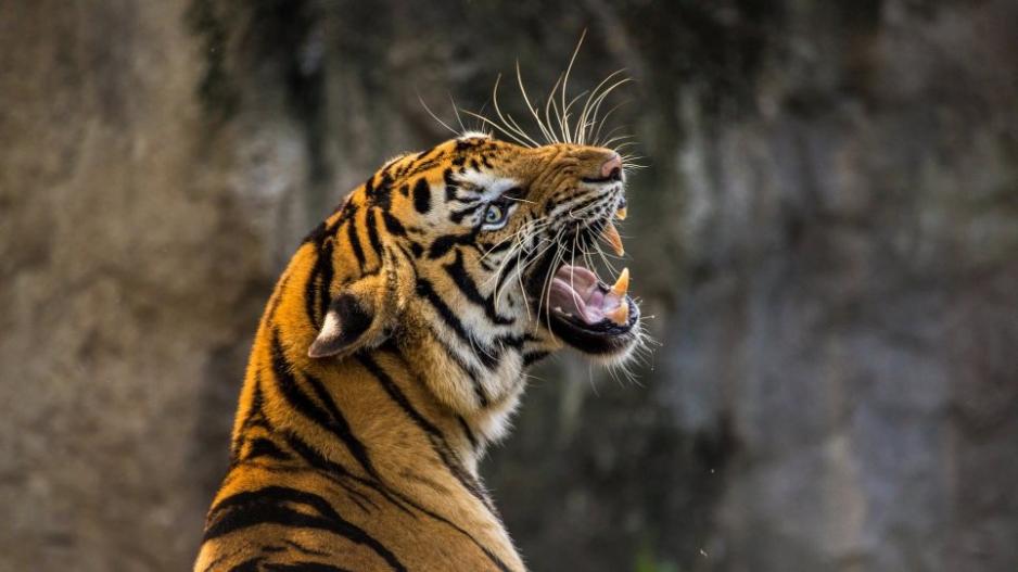 tiger animal Κοσμος