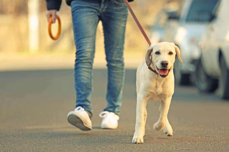 walk dog before or after eating Δήμος Δερύνειας
