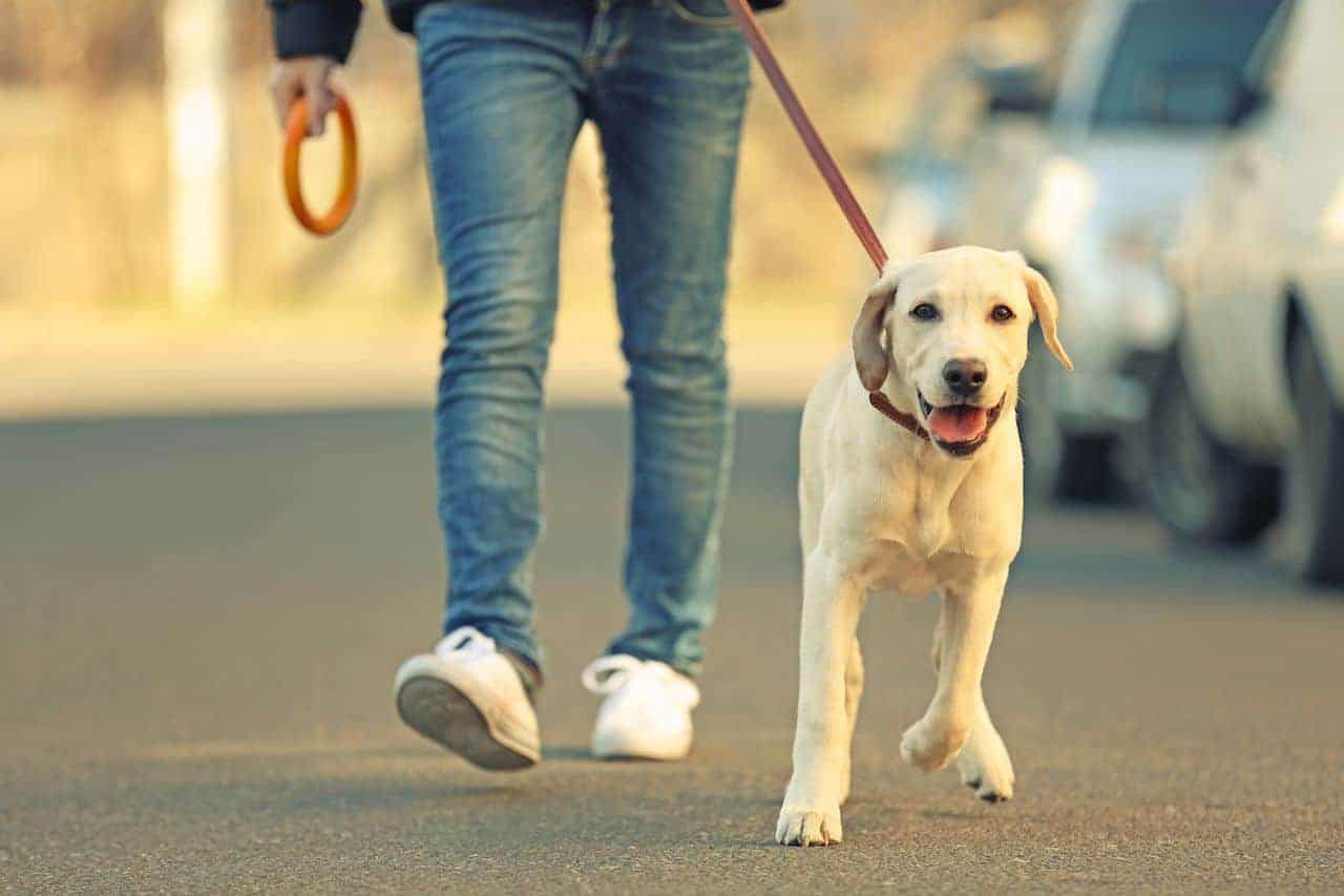 walk dog before or after eating Δήμος Δερύνειας