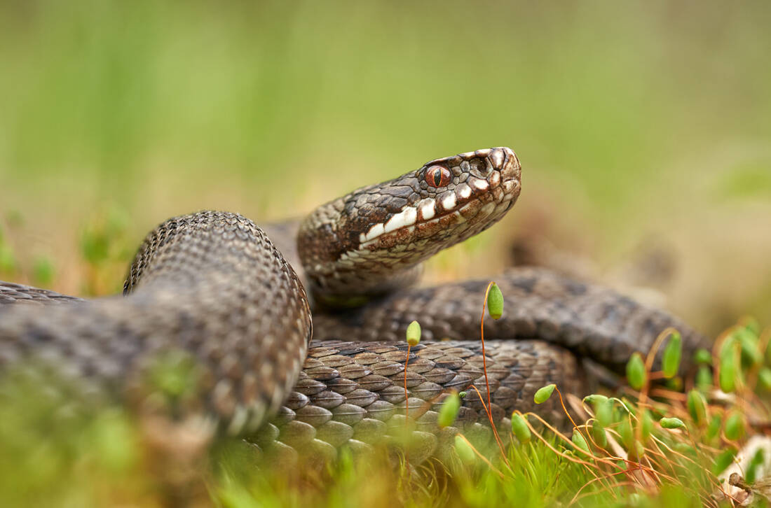 shutterstock1657560841 bite, reptile, reptile, temperature, SUMMER, vipers, vipers, first aid, sting, snakes