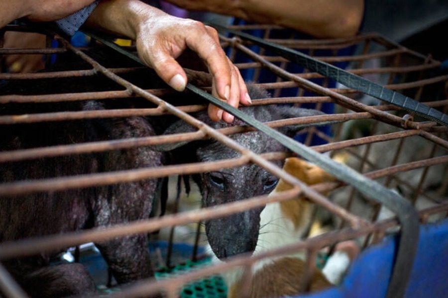 The horrible dog meat festival starts in China