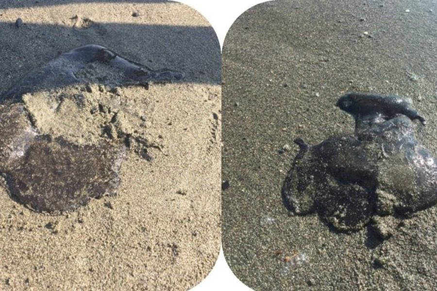 Кипр: эти впечатляющие медузы появились на пляже в Лимассоле