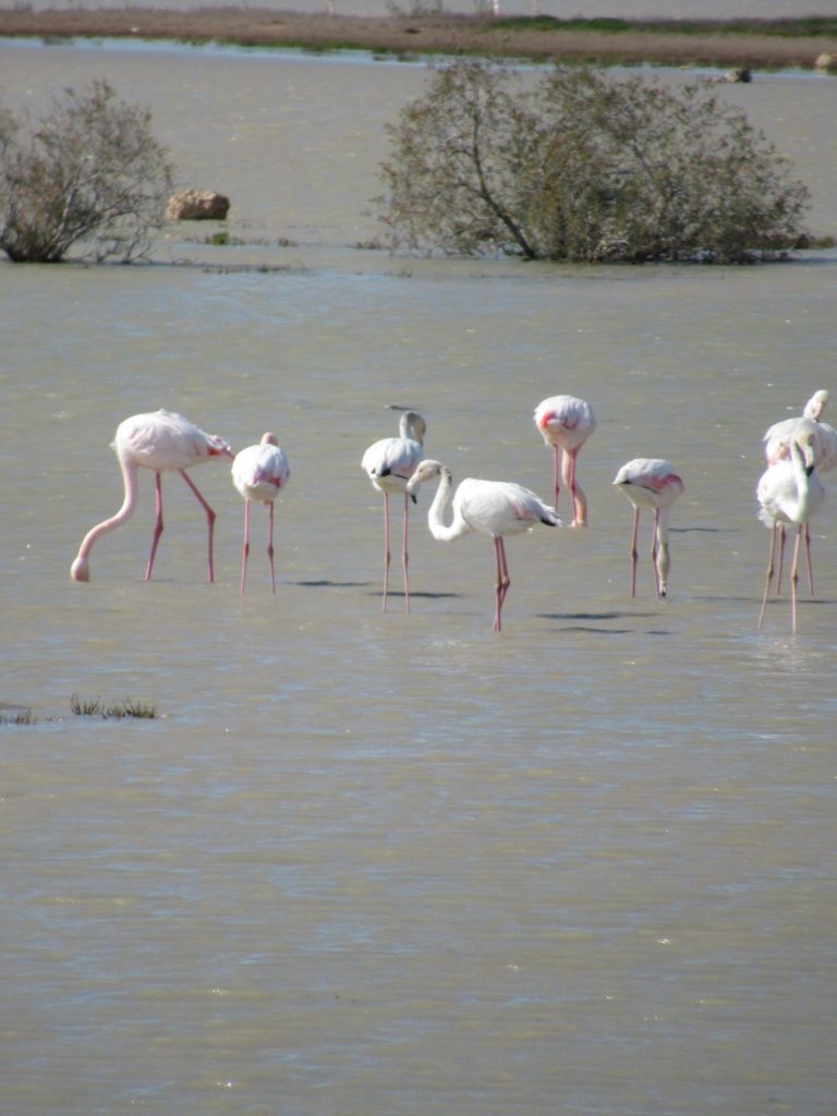 viber image 2021 02 18 18 09 46 exclusive, Paralimni Lake, Flamingo